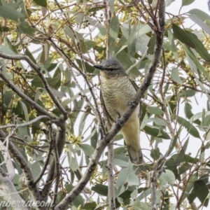 Edolisoma tenuirostre at Deakin, ACT - 24 Nov 2019