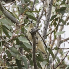 Edolisoma tenuirostre at Deakin, ACT - 24 Nov 2019