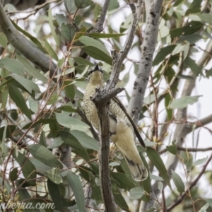 Edolisoma tenuirostre at Deakin, ACT - 24 Nov 2019 08:05 AM