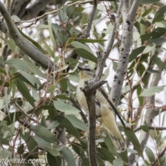 Edolisoma tenuirostre at Deakin, ACT - 24 Nov 2019