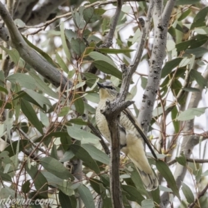 Edolisoma tenuirostre at Deakin, ACT - 24 Nov 2019 08:05 AM