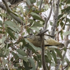 Edolisoma tenuirostre at Deakin, ACT - 24 Nov 2019