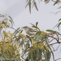 Lalage tricolor (White-winged Triller) at Deakin, ACT - 24 Nov 2019 by BIrdsinCanberra