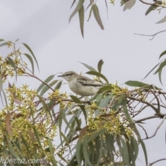 Lalage tricolor (White-winged Triller) at Deakin, ACT - 23 Nov 2019 by BIrdsinCanberra
