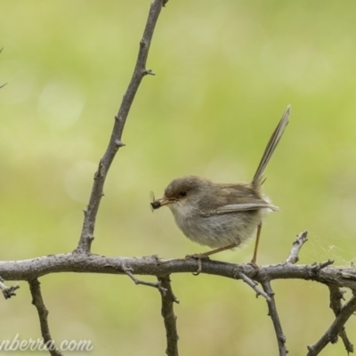 Malurus cyaneus (Superb Fairywren) at Red Hill Nature Reserve - 23 Nov 2019 by BIrdsinCanberra