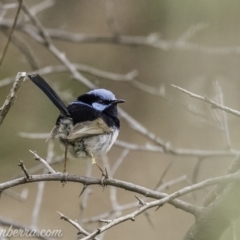 Malurus cyaneus at Deakin, ACT - 24 Nov 2019 08:51 AM