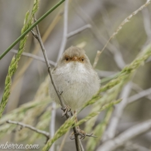 Malurus cyaneus at Deakin, ACT - 24 Nov 2019