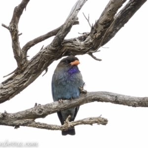 Eurystomus orientalis at Hughes, ACT - 24 Nov 2019