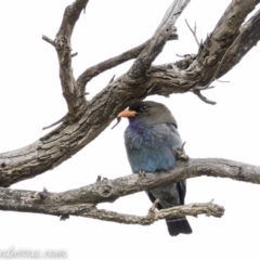 Eurystomus orientalis at Hughes, ACT - 24 Nov 2019