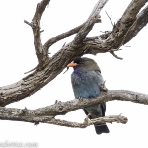 Eurystomus orientalis at Hughes, ACT - 24 Nov 2019