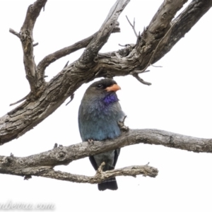 Eurystomus orientalis at Hughes, ACT - 24 Nov 2019