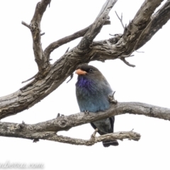 Eurystomus orientalis at Hughes, ACT - 24 Nov 2019