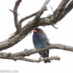 Eurystomus orientalis at Hughes, ACT - 24 Nov 2019