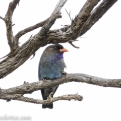 Eurystomus orientalis at Hughes, ACT - 24 Nov 2019