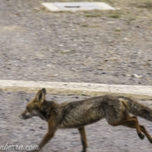 Vulpes vulpes at Deakin, ACT - 24 Nov 2019 07:56 AM