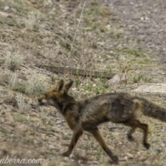 Vulpes vulpes at Deakin, ACT - 24 Nov 2019 07:56 AM