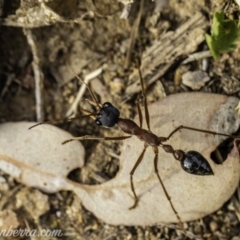 Myrmecia nigriceps (Black-headed bull ant) at Hughes, ACT - 23 Nov 2019 by BIrdsinCanberra
