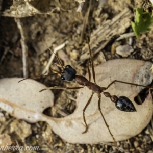 Myrmecia nigriceps at Hughes, ACT - 24 Nov 2019 07:34 AM