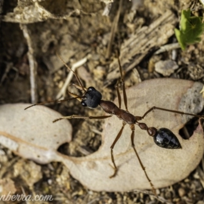 Myrmecia nigriceps (Black-headed bull ant) at Hughes, ACT - 24 Nov 2019 by JonSteinbeck