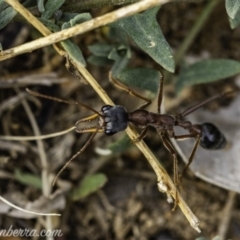 Myrmecia nigriceps at Hughes, ACT - 24 Nov 2019 07:34 AM