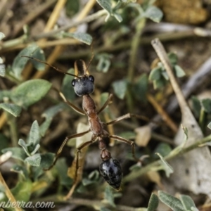 Myrmecia nigriceps at Hughes, ACT - 24 Nov 2019 07:34 AM