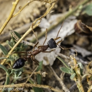 Myrmecia nigriceps at Hughes, ACT - 24 Nov 2019 07:34 AM