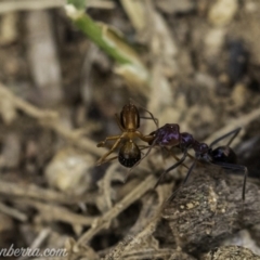 Iridomyrmex purpureus (Meat Ant) at Hughes, ACT - 23 Nov 2019 by BIrdsinCanberra