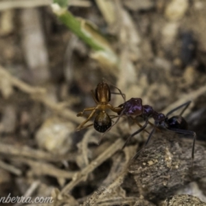 Iridomyrmex purpureus at Hughes, ACT - 24 Nov 2019