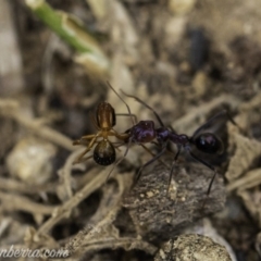 Iridomyrmex purpureus at Hughes, ACT - 24 Nov 2019