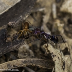 Iridomyrmex purpureus at Hughes, ACT - 24 Nov 2019