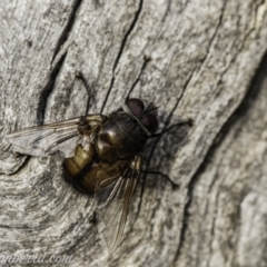 Rutilia sp. (genus) (A Rutilia bristle fly, subgenus unknown) at Red Hill to Yarralumla Creek - 23 Nov 2019 by BIrdsinCanberra