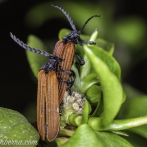 Porrostoma rhipidium at Hughes, ACT - 23 Nov 2019