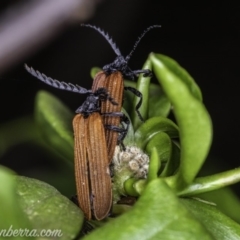 Porrostoma rhipidium at Hughes, ACT - 23 Nov 2019 07:29 AM