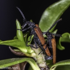 Porrostoma rhipidium at Hughes, ACT - 23 Nov 2019 07:29 AM