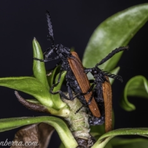 Porrostoma rhipidium at Hughes, ACT - 23 Nov 2019 07:29 AM