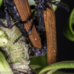 Porrostoma rhipidium at Hughes, ACT - 23 Nov 2019 07:29 AM