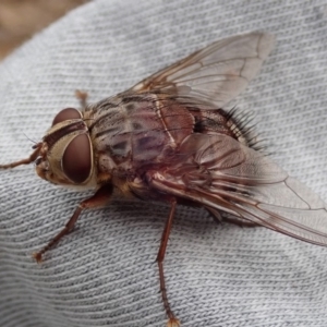 Rutilia (Rutilia) sp. (genus & subgenus) at Spence, ACT - 30 Nov 2019 02:01 PM