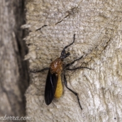 Bibio imitator (Garden maggot) at Hughes, ACT - 22 Nov 2019 by BIrdsinCanberra