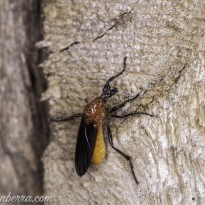 Bibio imitator (Garden maggot) at Hughes, ACT - 22 Nov 2019 by BIrdsinCanberra