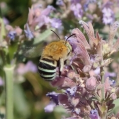 Amegilla sp. (genus) (Blue Banded Bee) at Spence, ACT - 30 Nov 2019 by Laserchemisty