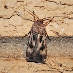 Agrotis munda (Brown Cutworm) at Wanniassa, ACT - 30 Nov 2019 by JohnBundock