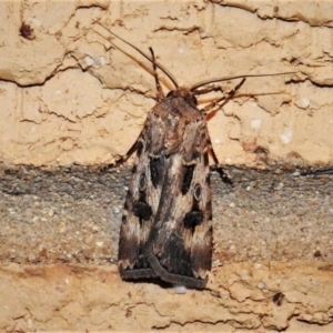 Agrotis munda at Wanniassa, ACT - 30 Nov 2019 09:06 PM