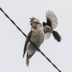 Dacelo novaeguineae (Laughing Kookaburra) at Higgins, ACT - 30 Nov 2019 by Alison Milton