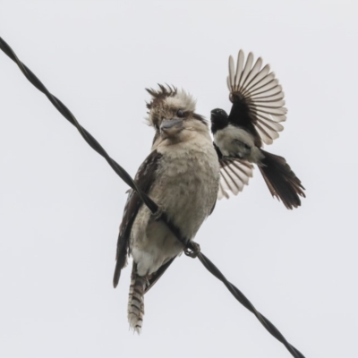 Dacelo novaeguineae (Laughing Kookaburra) at Higgins, ACT - 30 Nov 2019 by Alison Milton