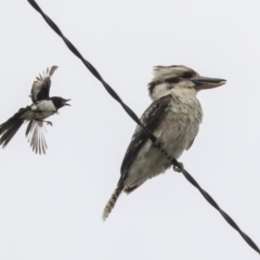 Dacelo novaeguineae at Higgins, ACT - 30 Nov 2019 01:02 PM