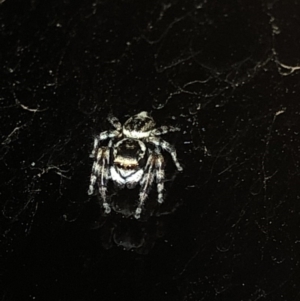 Salticidae (family) at Aranda, ACT - 30 Nov 2019 09:57 PM