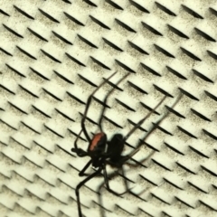 Latrodectus hasselti (Redback Spider) at Aranda, ACT - 30 Nov 2019 by Jubeyjubes