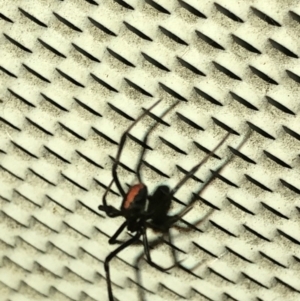 Latrodectus hasselti at Aranda, ACT - 30 Nov 2019 09:53 PM