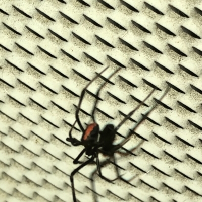 Latrodectus hasselti (Redback Spider) at Aranda, ACT - 30 Nov 2019 by Jubeyjubes