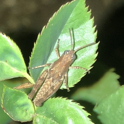 Phaulacridium vittatum (Wingless Grasshopper) at Aranda, ACT - 30 Nov 2019 by Jubeyjubes